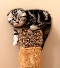 Millers Scottish Fold Kittens for Sale Cattery and its charm.