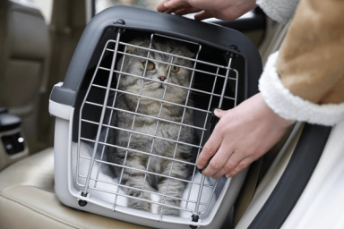 scottish fold kittens