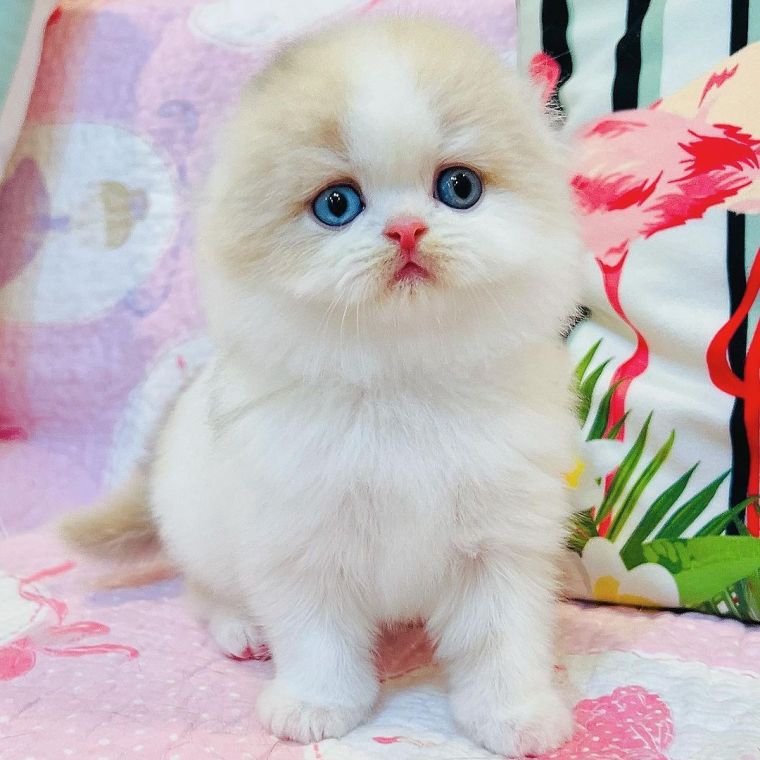 SCOTTISH FOLD KITTENS FOR SALE