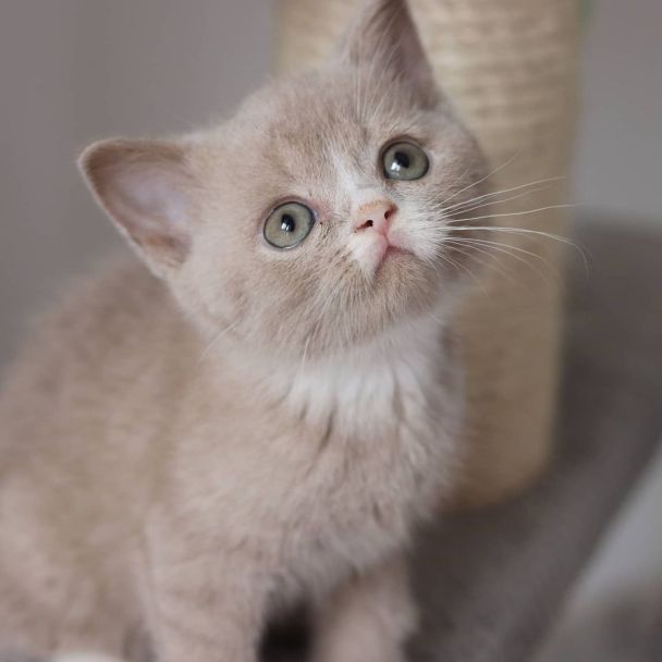 scottish fold kittens for sale