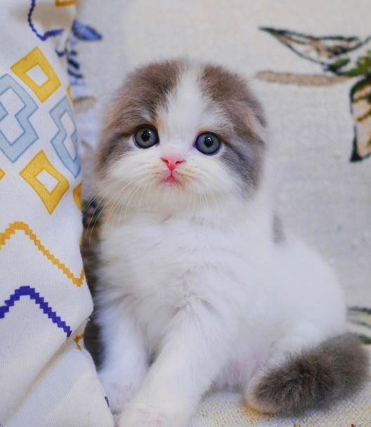 scottish fold ears