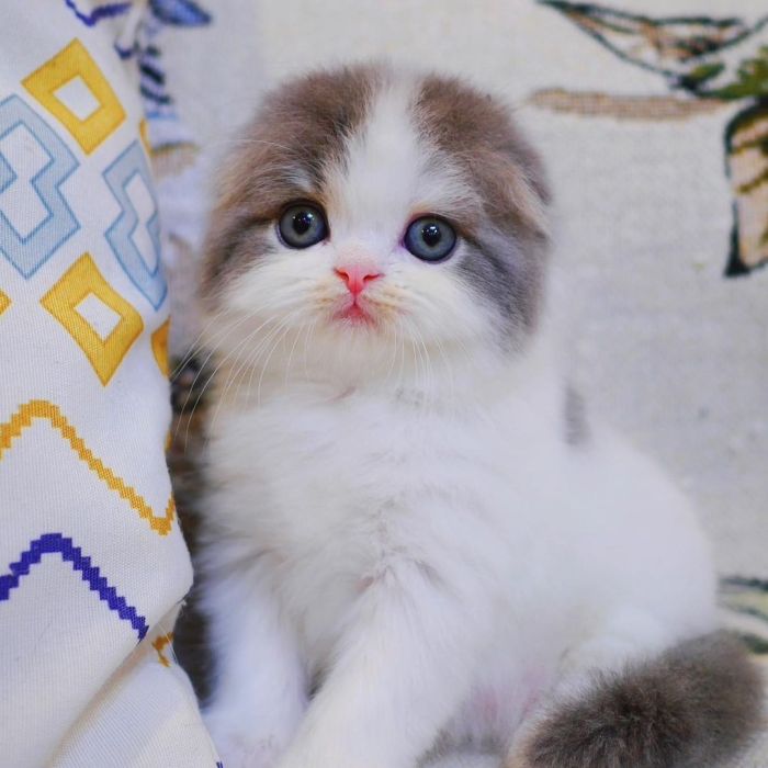 scottish fold